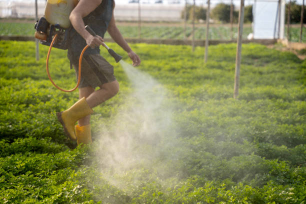 Best Ant Control Services  in Edwards, MS
