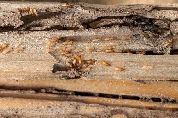 Best Insect Control  in Edwards, MS