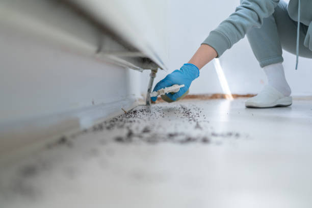 Wasp Removal Services in Edwards, MS
